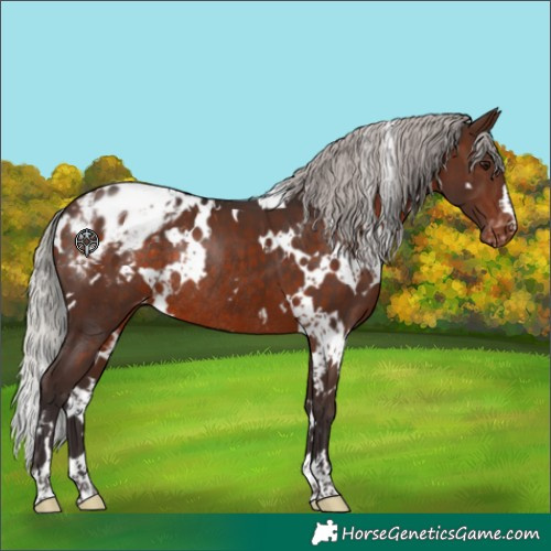 Horse Color:White Spotted Silver Brown Appaloosa Rabicano