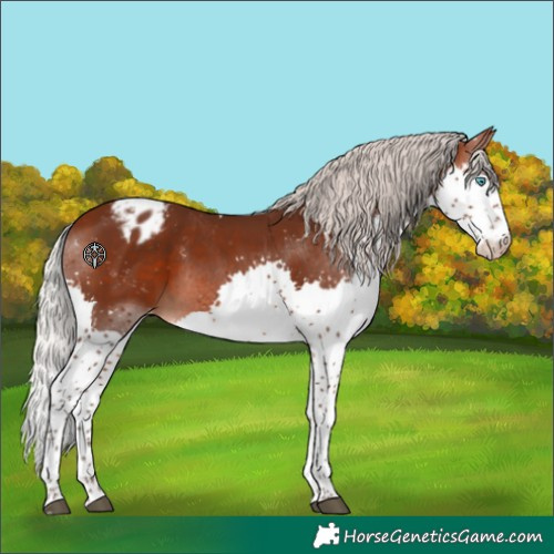Horse Color:Silver Brown Splash Tobiano Appaloosa 