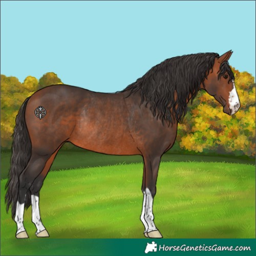 Horse Color:Bay Rabicano 