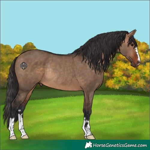 Horse Color:Bay Dun Rabicano 