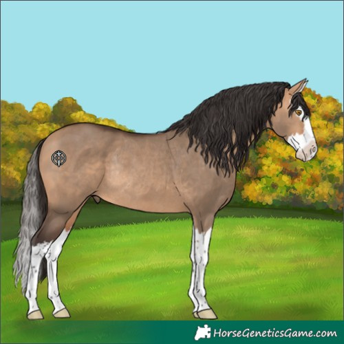Horse Color:Bay Dun Splash Rabicano