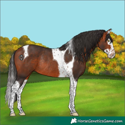 Horse Color:Bay Splash Tobiano Rabicano