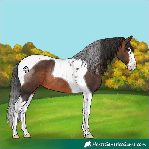 Horse Color:Brown Splash Tobiano Rabicano