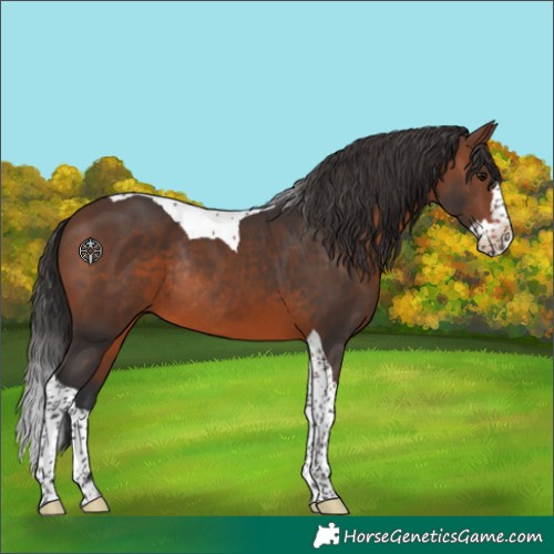 Horse Color:Brown Splash Tobiano Rabicano