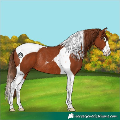Horse Color:Chestnut Splash Tobiano Rabicano 