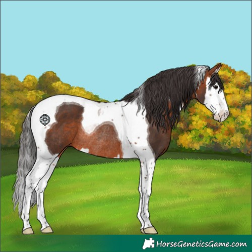 Horse Color:Bay Splash Tobiano Rabicano