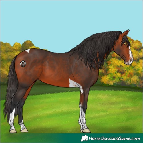 Horse Color:Bay Splash Tobiano Rabicano