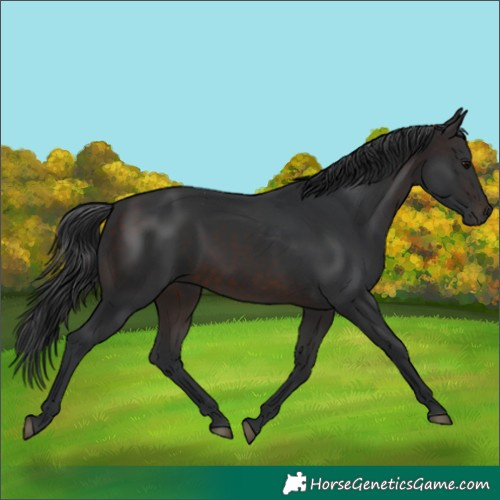 Horse Color:Brown 