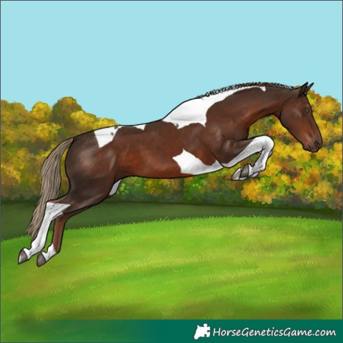 Horse Color:Liver Chestnut Tobiano 