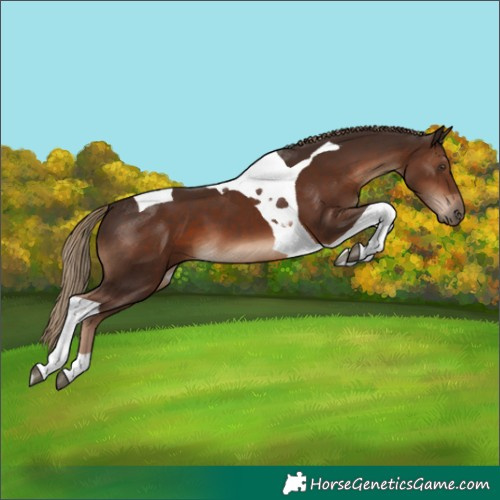 Horse Color:Liver Chestnut Tobiano
