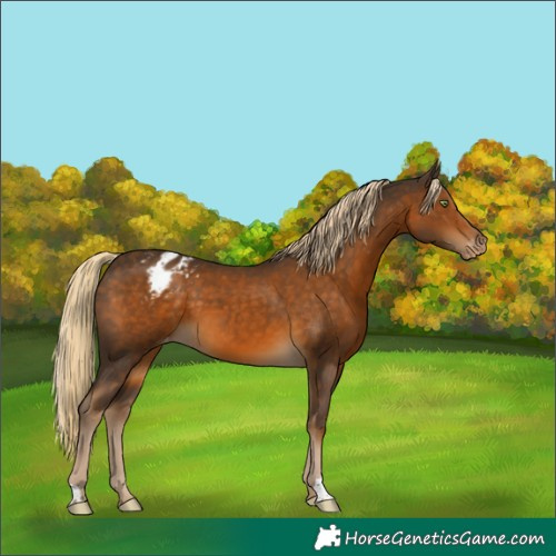 Horse Color:Chocolate Palomino Appaloosa