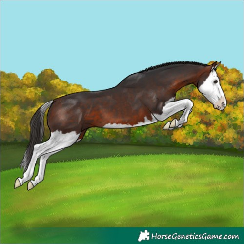 Horse Color:Bay Splash