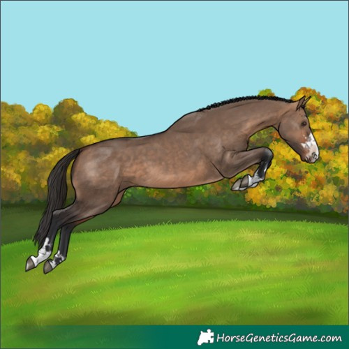 Horse Color:Bay Dun