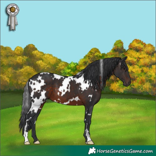 Horse Color:White Spotted Brown