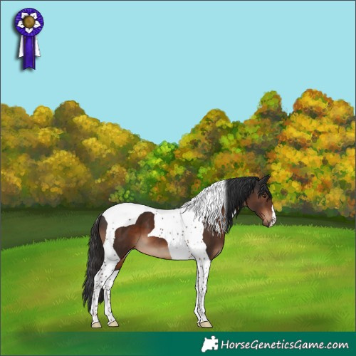 Horse Color:Liver Chestnut Tobiano