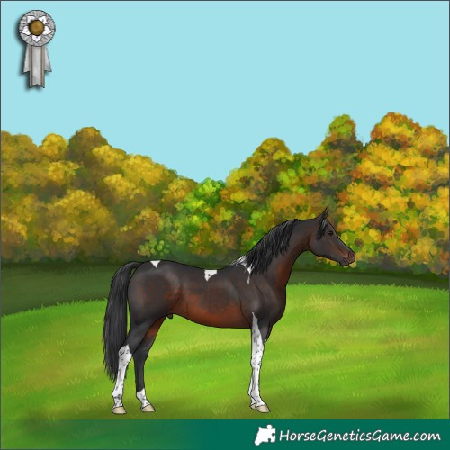 Horse Color:Brown Tobiano 