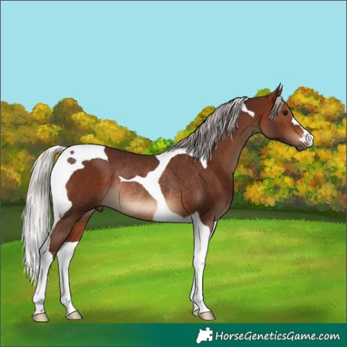 Horse Color:Silver Brown Tobiano Rabicano