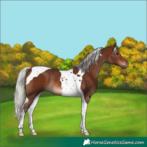 Horse Color:Silver Brown Tobiano Rabicano