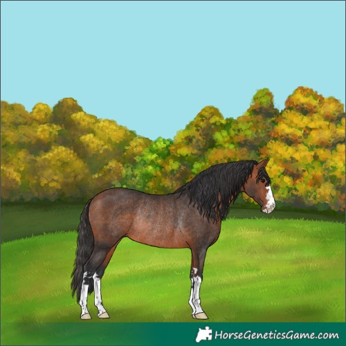 Horse Color:Bay Rabicano