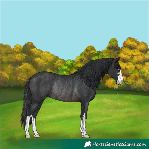 Horse Color:Brown Rabicano