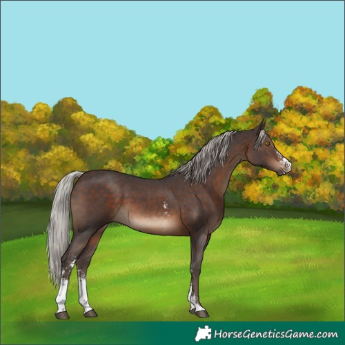Horse Color:Silver Brown Sabino