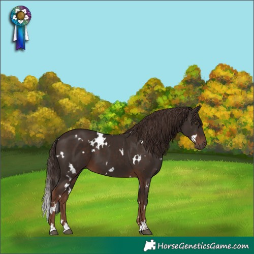 Horse Color:White Spotted Liver Chestnut