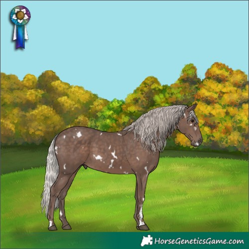 Horse Color:White Spotted Silver Black