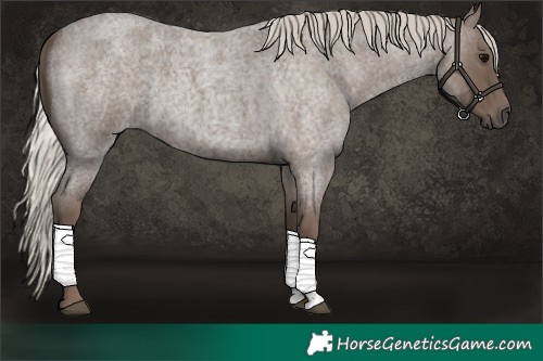 Horse Color:Silver Blue Roan Sabino