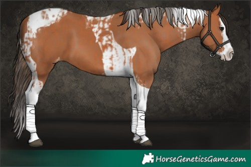 Horse Color:Bay Splash Tobiano Appaloosa and Bay Splash Tobiano Appaloosa
