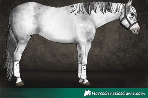 Horse Color:White Spotted Blue Roan Splash Frame Appaloosa 