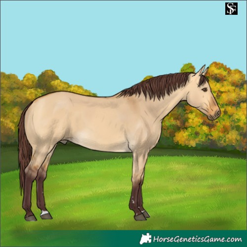 Horse Color:Chocolate Buckskin Dun 