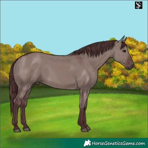 Horse Color:Chocolate Grullo