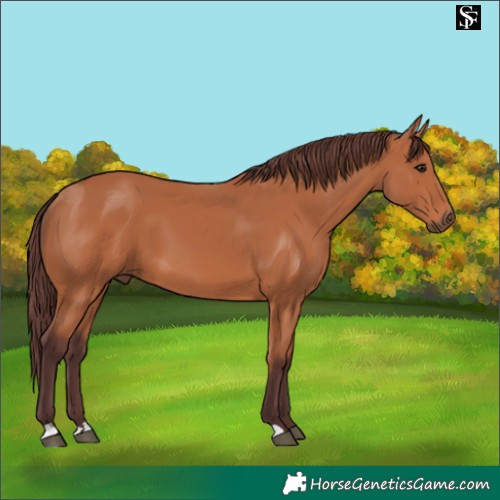 Horse Color:Chocolate Bay