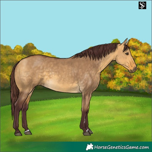 Horse Color:Chocolate Buckskin Dun 