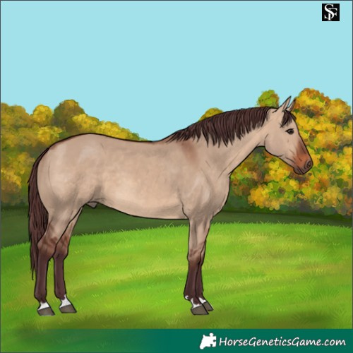 Horse Color:Chocolate Brown Dun