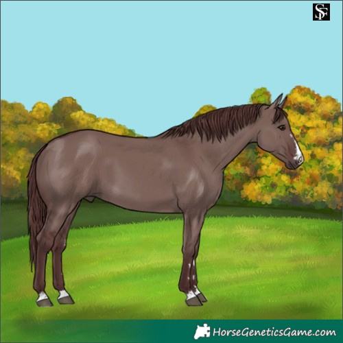 Horse Color:Chocolate Smoky Grullo 