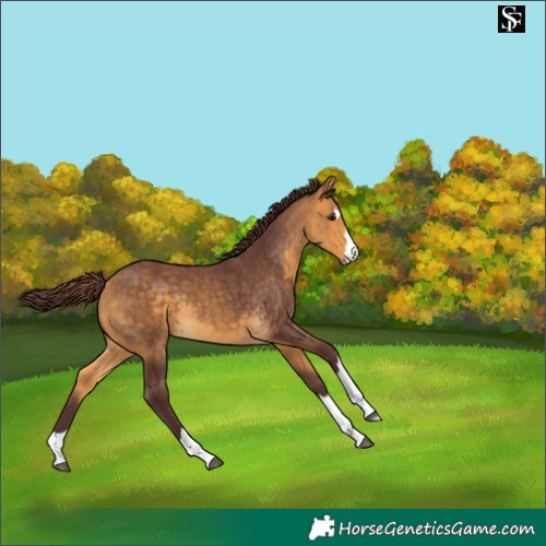 Horse Color:Chocolate Buckskin 