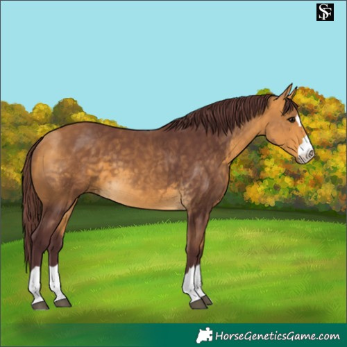 Horse Color:Chocolate Buckskin