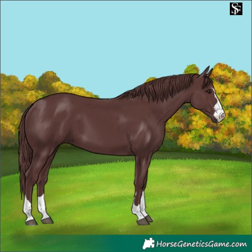 Horse Color:Chocolate Smoky Black