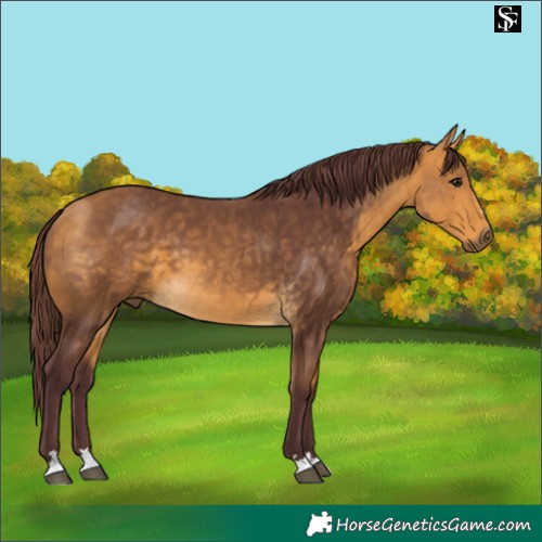Horse Color:Chocolate Buckskin