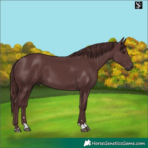Horse Color:Chocolate Smoky Black 
