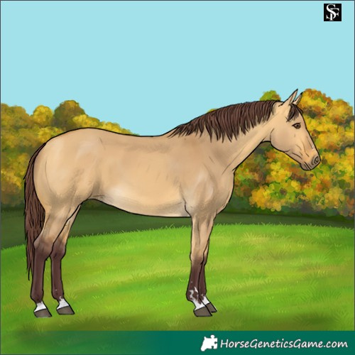 Horse Color:Chocolate Buckskin Dun