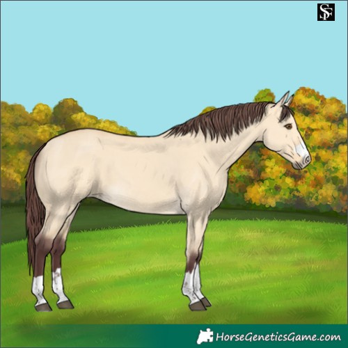 Horse Color:Chocolate Buckskin Dun 