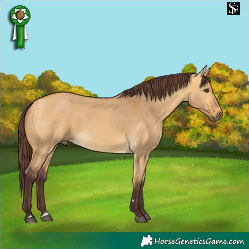 Horse Color:Chocolate Buckskin Dun 