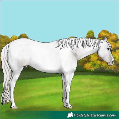 Horse Color:Silver Blue Roan Tobiano 
