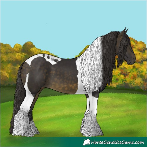Horse Color:Buckskin Tobiano