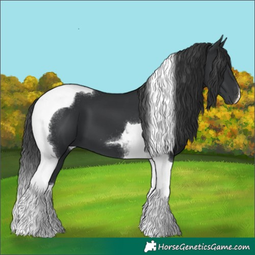 Horse Color:Black Tobiano