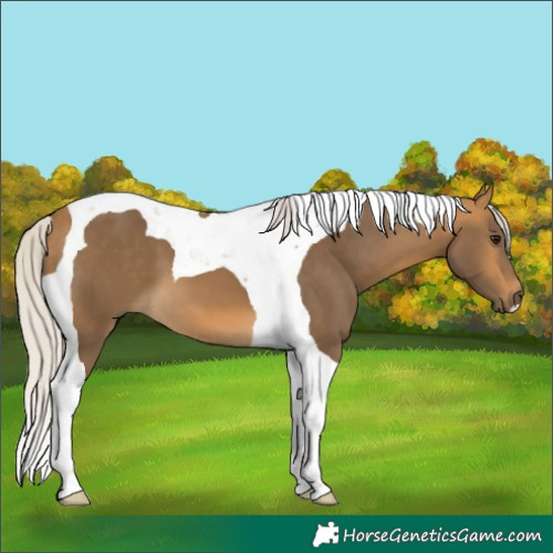 Horse Color:Silver Buckskin Tobiano