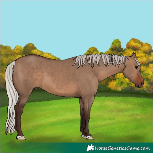 Horse Color:Silver Brown Dun
