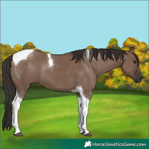 Horse Color:Liver Red Dun Tobiano 